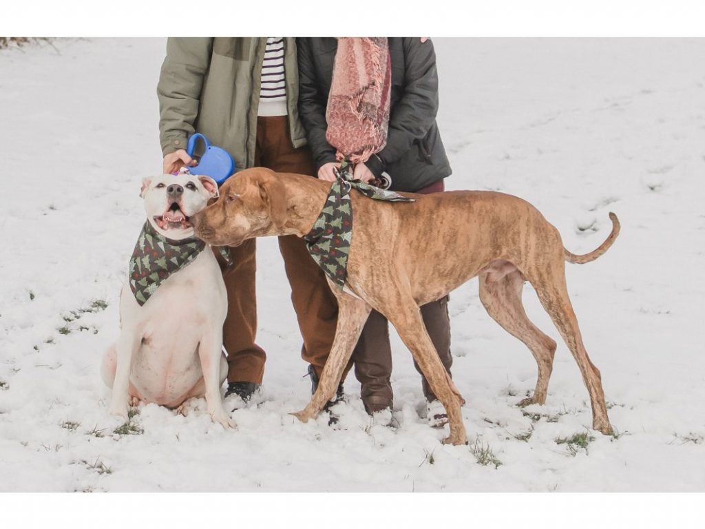 A Snowy Family Engagement Session | Samantha Zenewicz Photography