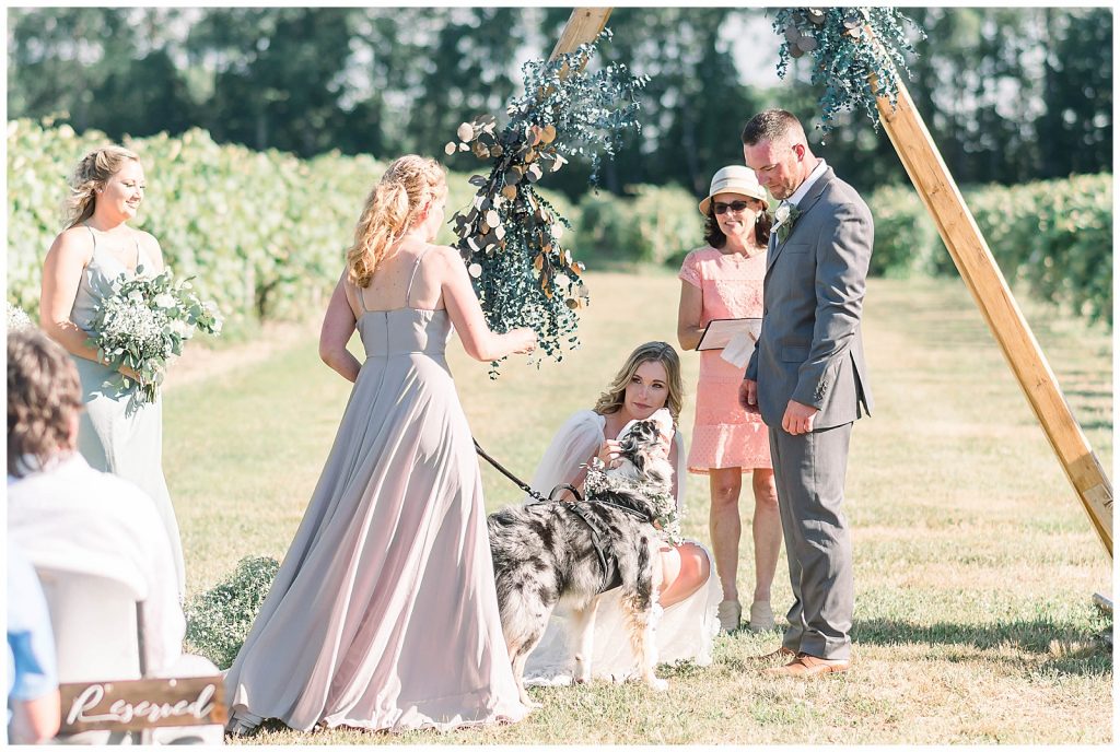 dog bringing the rings to bride and groom